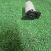 МОТОРЧИК СИДЕНИЯ